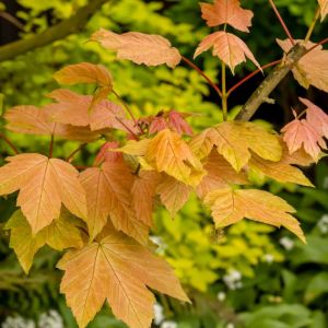 Acer pseudoplatanus ‘Brilliantissimum’ ‘ ‘Sycamore Maple’ ‘ ‘Planetree Maple’ – Maple get a quote