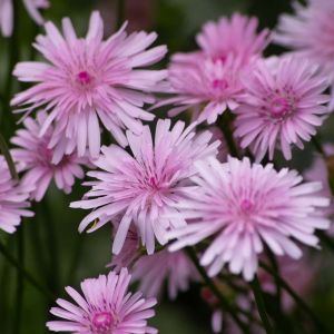 Crepis rubra – Hawk’s Beard – get a quote