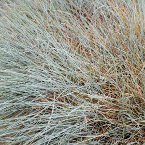 Festuca valesiaca – Fescue – get a quote