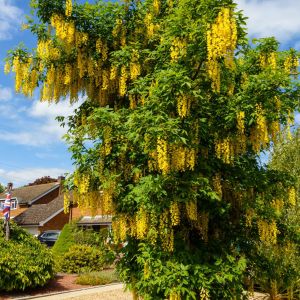 Laburnum anagyroides – Laburnum vulgare – Common Laburnum – Golden Rain – Golden Chain Tree – get a quote