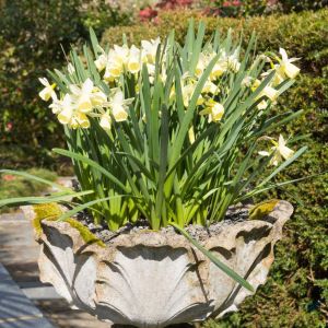 Narcissus ‘Lemon Drops’ – Daffodil ‘Lemon Drops’ get a quote