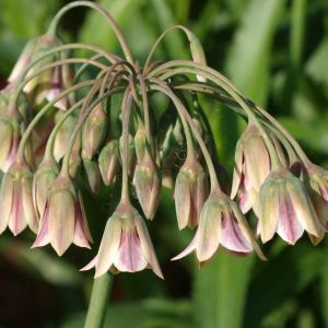 Allium siculum – Nectaroscordum siculum – get a quote