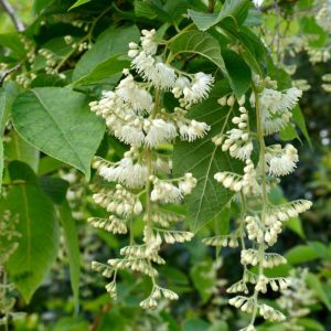 Pterostyrax hispida – Epaulette Tree – Fragrant Epaulette Tree – get a quote