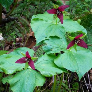 Trillium erectum – Bethroot – Birthroot – Wake-robin – Purple Trillium – Stinking Benjamin – Trinity Flower – Wakerobin – Wood Lily – get a quote