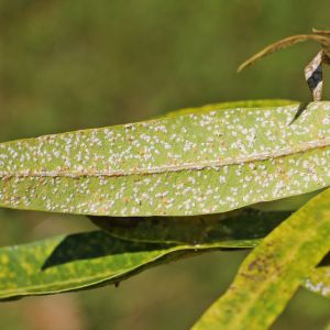 Oleander Scale – Aspidiotus nerii get a quote