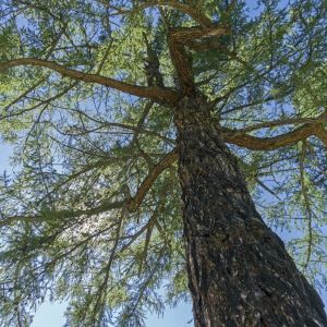 Larix sibirica – Larix russica – Siberian Larch – Larch – get a quote