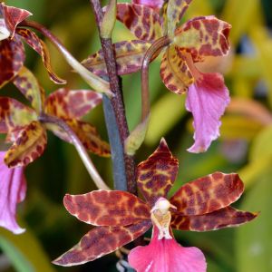 Lemboglossum – orchid get a quote