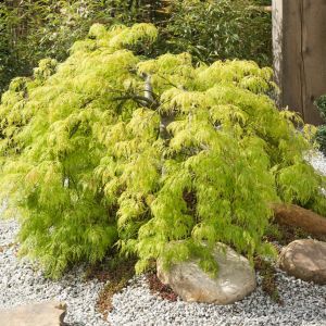 Acer palmatum var. dissectum ‘Viridis’ – Viridis Japanese Maple – Maple get a quote