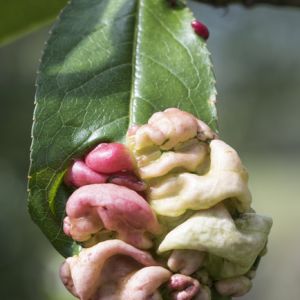 Peach Leaf Curl get a quote