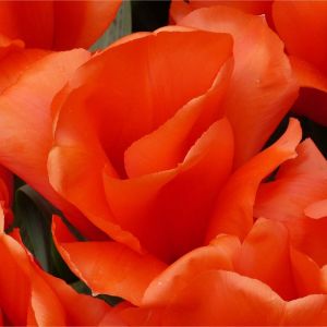 Tulipa ‘Giant Orange Sunrise’  – Tulip ‘Giant Orange Sunrise’ get a quote