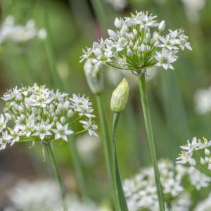 Allium tuberosum – Chinese chives – Garlic Chives – Onion get a quote