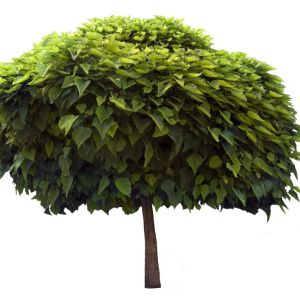 Catalpa bignonioides ‘Nana’ – Bean Tree – Southern Catalpa – Indian Bean Tree – get a quote