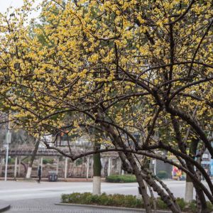 Chimonanthus praecox – Chimonanthus fragrans – Japanese Allspice – Wintersweet – get a quote