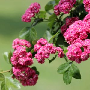 Crataegus laevigata ‘Paul’s Scarlet’ – Crataegus laevigata ‘Coccinea Plena’ – Crataegus oxyacantha of gardens – English Hawthorn – Quick Set Hawthorn – White Thorn – Midland Hawthorn- Hawthorn – May – get a quote