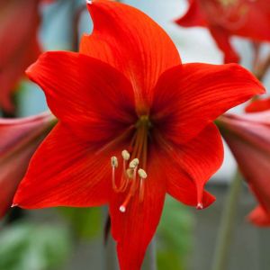 Hippeastrum ‘Pamela’ – Amaryllis – Barbados Lily – get a quote