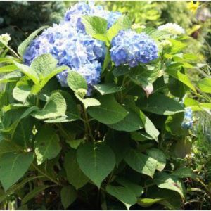 Hydrangea macrophylla ‘Bailmer’ – Bigleaf Hydrangea – Garden Hydrangea – Florist’s Hydrangea – get a quote