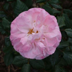 Rosa ‘English Miss’ – Rose ‘English Miss’ get a quote