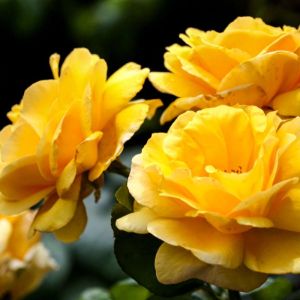 Rosa ‘Korresia’ – Rose ‘Friesa’ – Rose ‘Sunsprite’ – get a quote