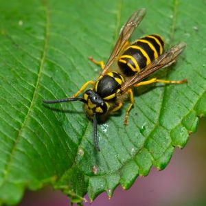 Yellow Jackets – Vespula spp. get a quote