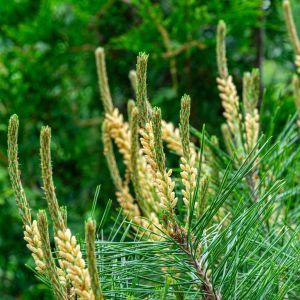 Pinus densiflora ‘Umbraculifera’ – Pinus densiflora ‘Tagyosho’ – Pinus densiflora ‘Tanyosho Pine’ – Japanese Red Pine – Pine – get a quote