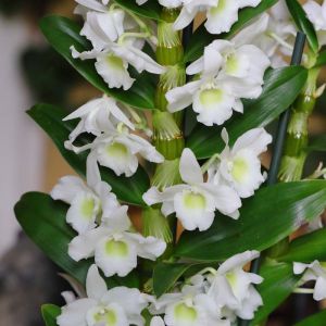 Dendrobium – orchid get a quote