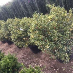 Ilex meserveae x ‘Honey Maid’ – Meserve Holly – Hybrid Blue Holly – Holly get a quote