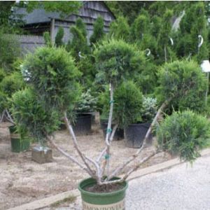 Topiary – Low spreading Pom pom juniper get a quote