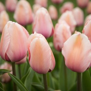 Tulipa ‘Apricot Impression’ – Tulip ‘Apricot – BulbsImpression’ get a quote