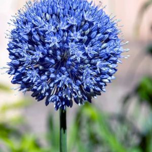Alluim caeruleum – Allium azureum – Onion get a quote