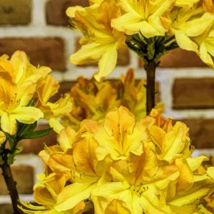 Rhododendron – Azalea x ‘Cheerful Giant’ – Cheerful Giant Azalea – get a quote