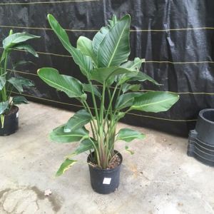 Strelitzia nicolai – Tree of Paradise – Natal Wild Banana – Giant Bird of Paradise – Wild Banana — Bird of Paradise – get a quote