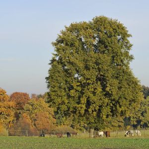 Quercus robur – Quercus pedunculata – English Oak – Pedunculate Oak – Common Oak – Oak – get a quote