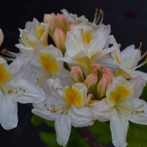 Rhododendron ‘Persil’ – Azaleas – get a quote