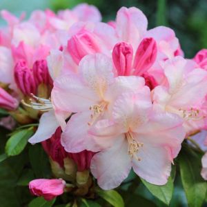 Rhododendron yakushimanum –  Rhododendro degronianum subsp. yakushimanum – Azaleas – get a quote