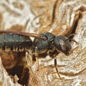 Small Carpenter Bees – Ceratina spp. get a quote