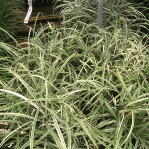 Liriope muscari ‘Silver Dragon’ – Liriope graminifolia var. densifllora – Liriope platyphylla – Big Blue Lilyturf – Lilyturf – get a quote