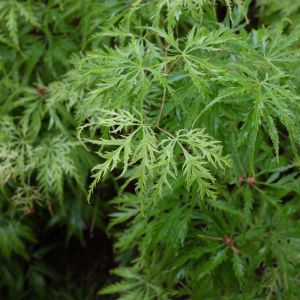 Acer palmatum ‘Filigree’ – Japanese Maple – Maple – get a quote