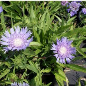 Stokesia laevis ‘Blue Danube’ – Stokesia cyanea – Stokes Aster – get a quote