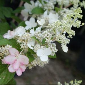 Hydrangea ‘Pinky White’ get a quote