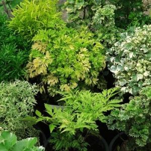 Polyscias fruticosa – Medium – Assorted Ming aralia – get a quote