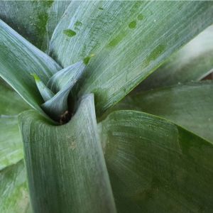 Agave weberi – Weber’s Agave – get a quote