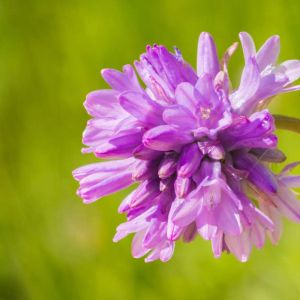 Dichelostemma congestum – Brodiaea congesta – Brevoortia – get a quote