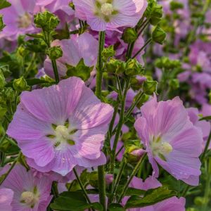 Lavatera thuringiaca – Mallow – Tree Mallow – get a quote