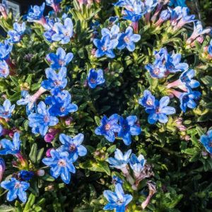 Lithodora diffusa ‘Heavenly Blue’ – Lithospermum diffusum – get a quote