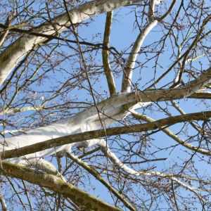 Platanus x hispanica – Platanus x acerifolia – Platanus x hybrida – London Plane – Plane – Sycamore – get a quote