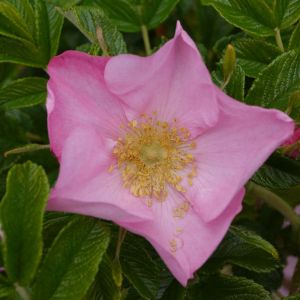 Rosa ‘Frau Dagmar Hastrup’ – Rose ‘Fru Dagmar Hartopp’ – get a quote