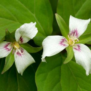 Trillium undulatum – Painted Trillium – Painted Wood Lily – Trinity Flower – Wakerobin – Wood Lily – get a quote