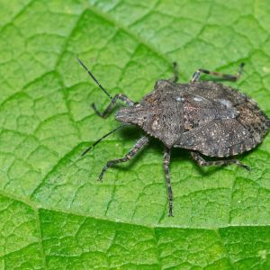 Rough Stink Bug – Brochymena quadripustulata – Brochymena pustule get a quote