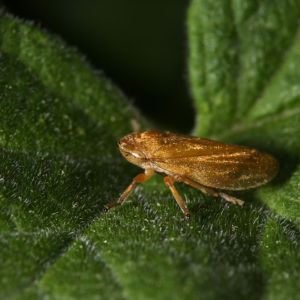 Lawn Leafhopper – Deltocephalus hospes get a quote