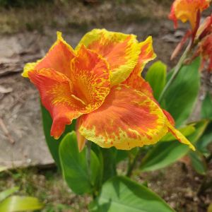 Canna ‘Yellow King Humbert’ – Indian Shot – get a quote